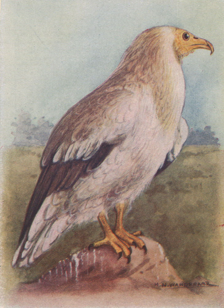 INDIAN BIRDS. The White Scavenger Vulture or Pharaoh's Chicken 1943 old print